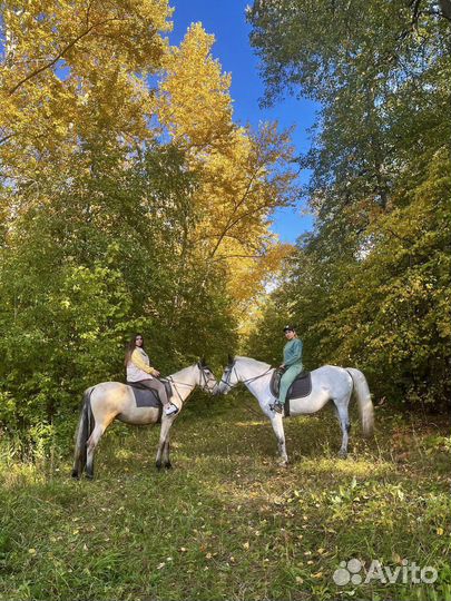 Прогулки на лошадях. Обучение. Прокат
