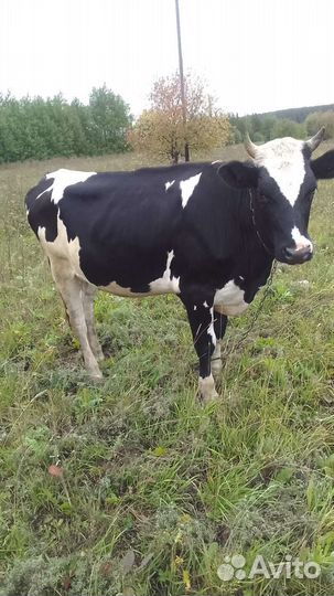 Тёлка 1.4 продаем или меняем на Быка