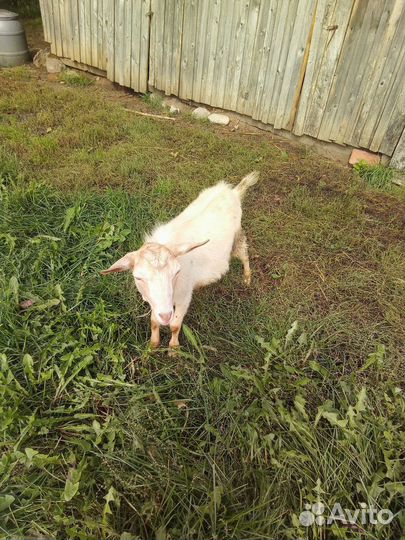 Козел, молодой, рабочий