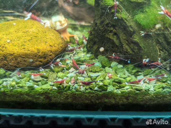 Креветки Кардинал