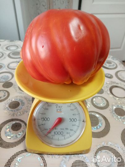 Семена томатов