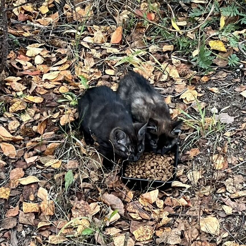 Спасите котенка