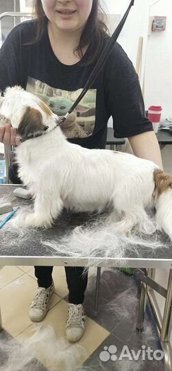 Грумминг/ стрижка собак/экспресс линька