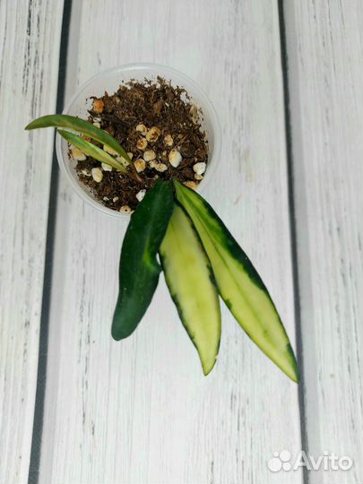 Хойя kerry сплеш, кентиана вар