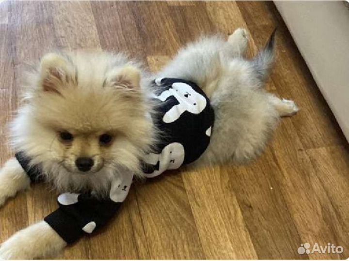 Пошив одежды для собак