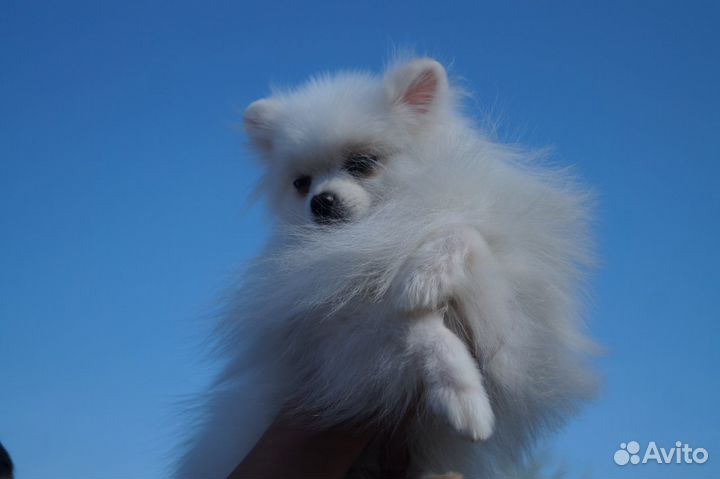 Кобели шпица вязка разного окраса и типа