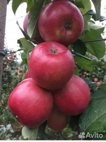 Саженцы яблони