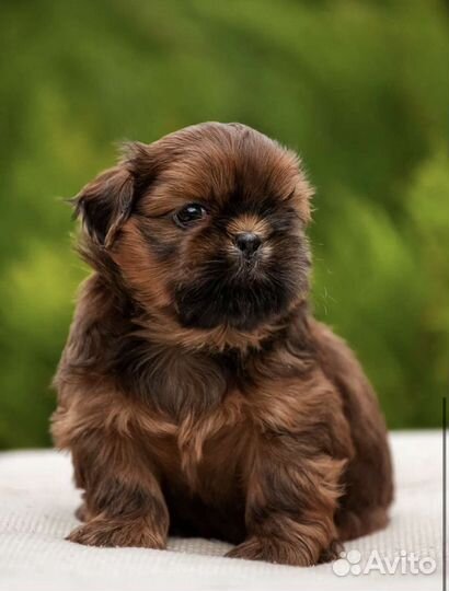 Собаки щенки