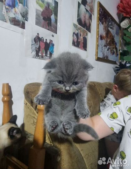 Шотландские котята