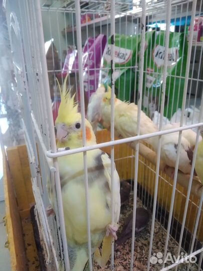 Попугай корелла