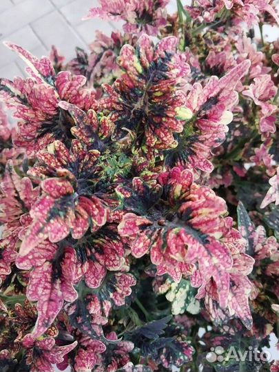 Комнатные цветы