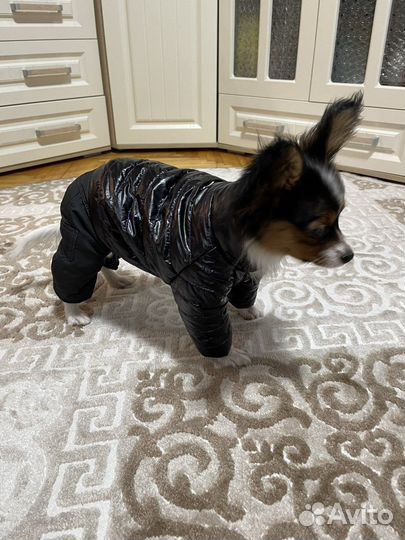 Зимний комбинезон для маленькой собачки