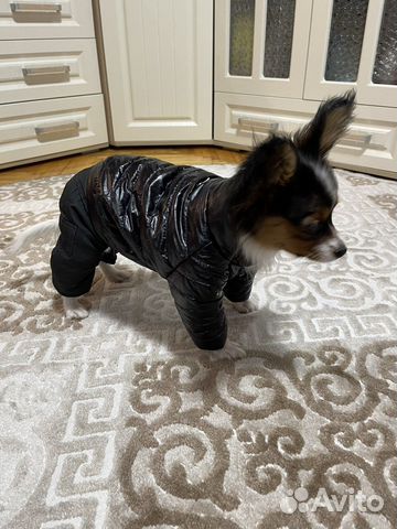 Зимний комбинезон для маленькой собачки