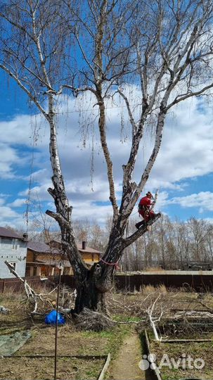 Спил деревьев. Альпинисты. Безопасно