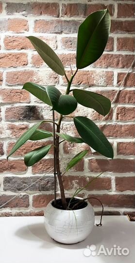 Фикус в горшке