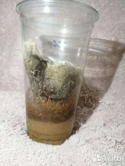 Дрозофила меланагастер