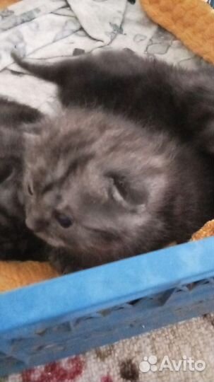 Шотландская прямоухая котята