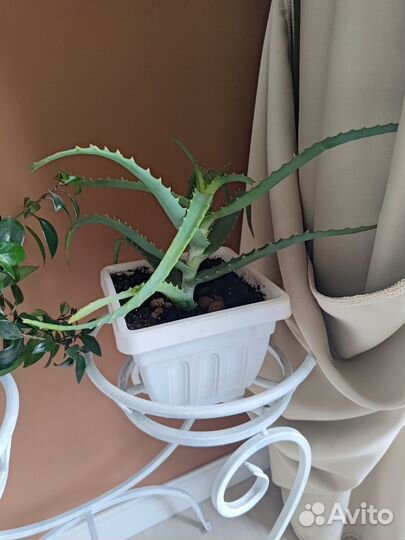 Алоэ лечебный и Толстянка крассула