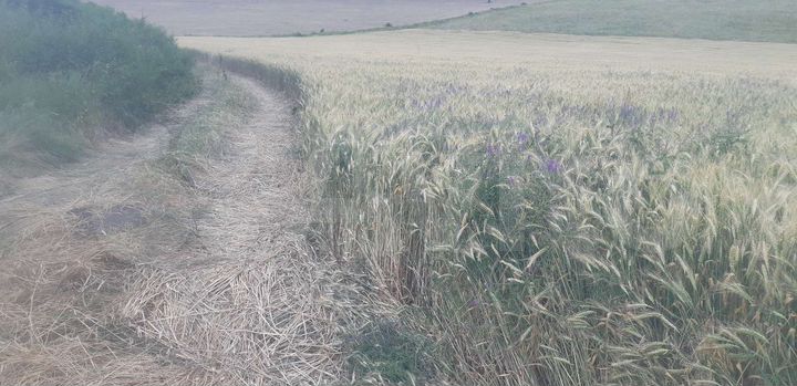 Участок 60 га (СНТ, ДНП)