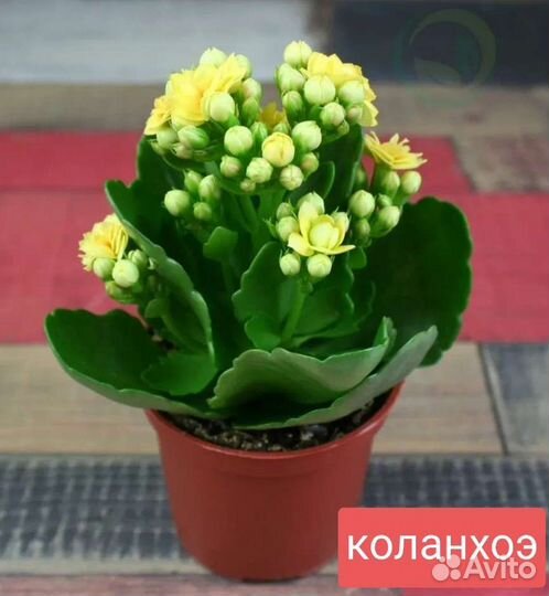 Клеродендрум филиппинский