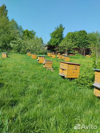 Улей для пчел бу