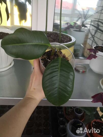 Фикус каучуконосный