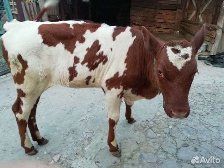 Продаётся теленок
