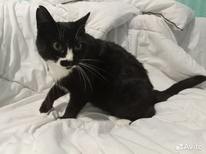 Отдам в добрые руки