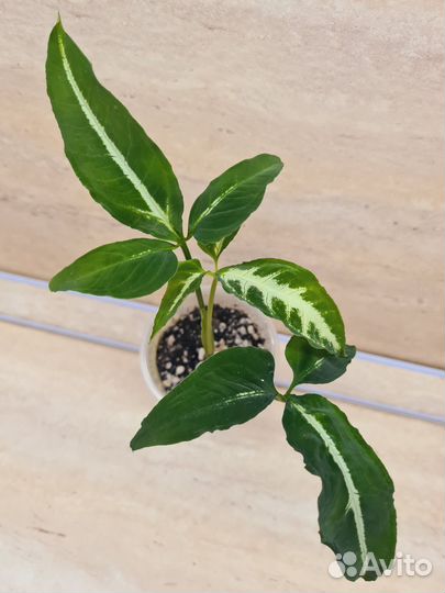 Сингониумы