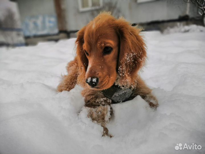 Спаниель вязка