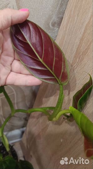 Филодендрон субхастатум, Калатея