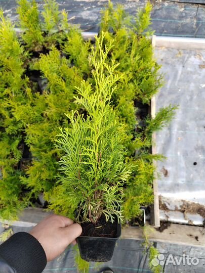 Хвойные р9 опт/розница