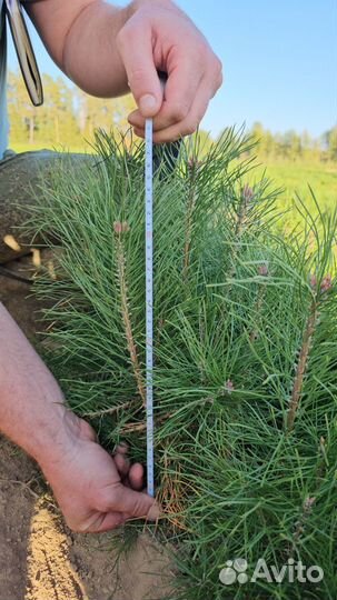 Сеянцы ели окс