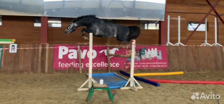 Жеребец, 2019 г.р