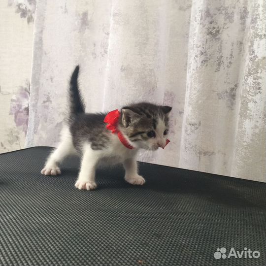 Девочки котята