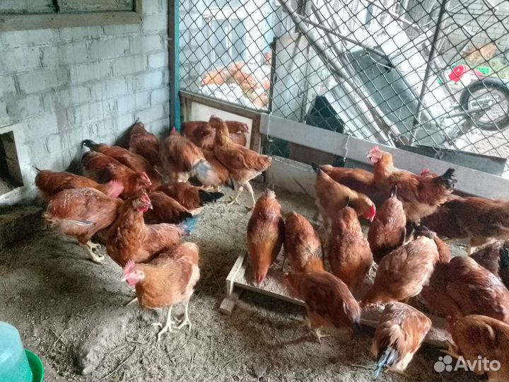 Куры