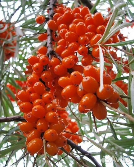 Облепиха свежая