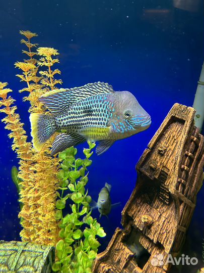 Акара бирюзовая