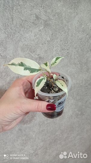 Фикус де Гантель