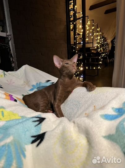 Ориентал вязка