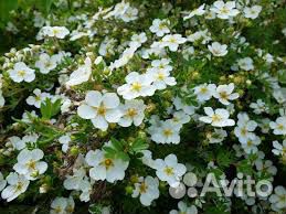 Растения для декоративного оформления участка