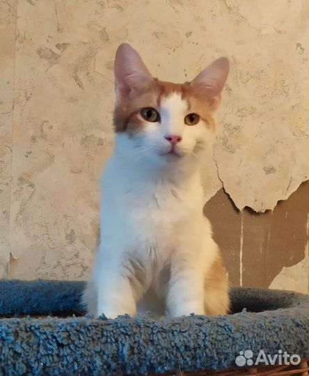 Кот Тесло7 месяцев, кастрирован