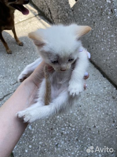 Котята в добрые руки даром