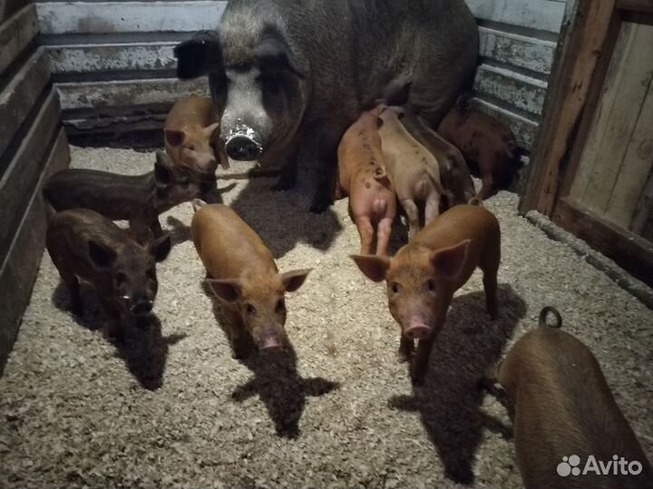 Поросята кармал