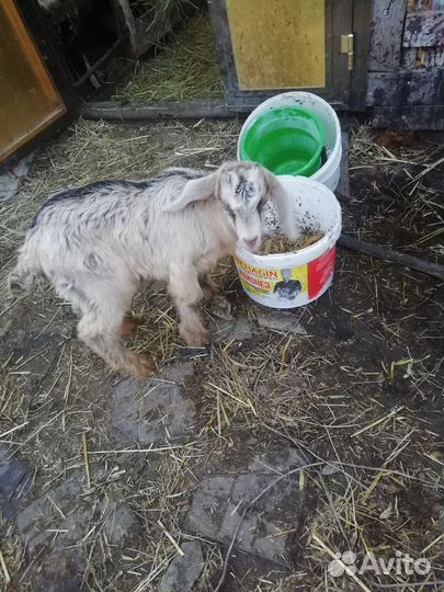 Козлята, баран., телка