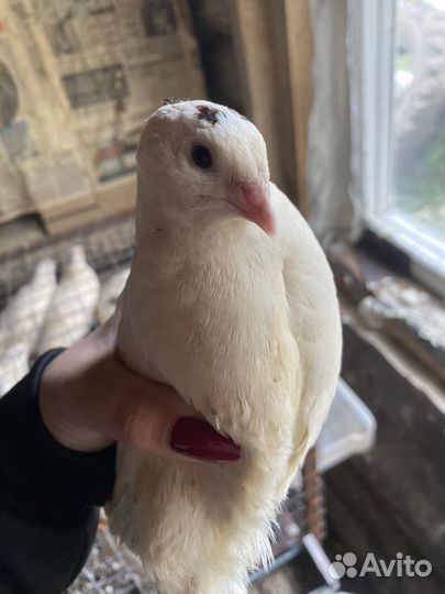 Перепёлки живые 30 шт