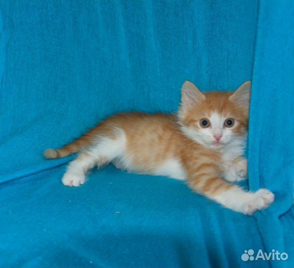 Котята ищут дом