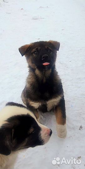 Джина ищет дом