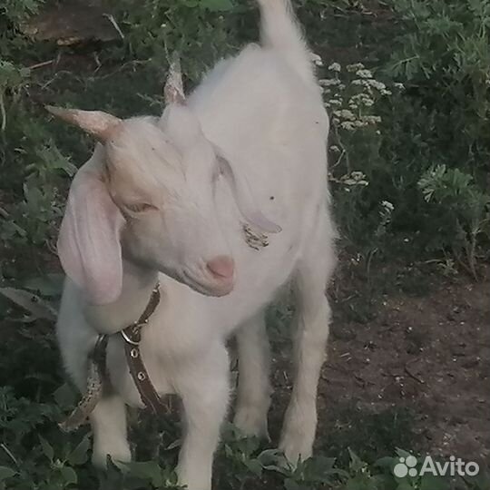 Англо нубийские козлики