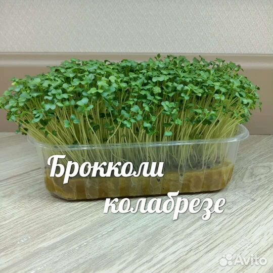Микрозелень семена